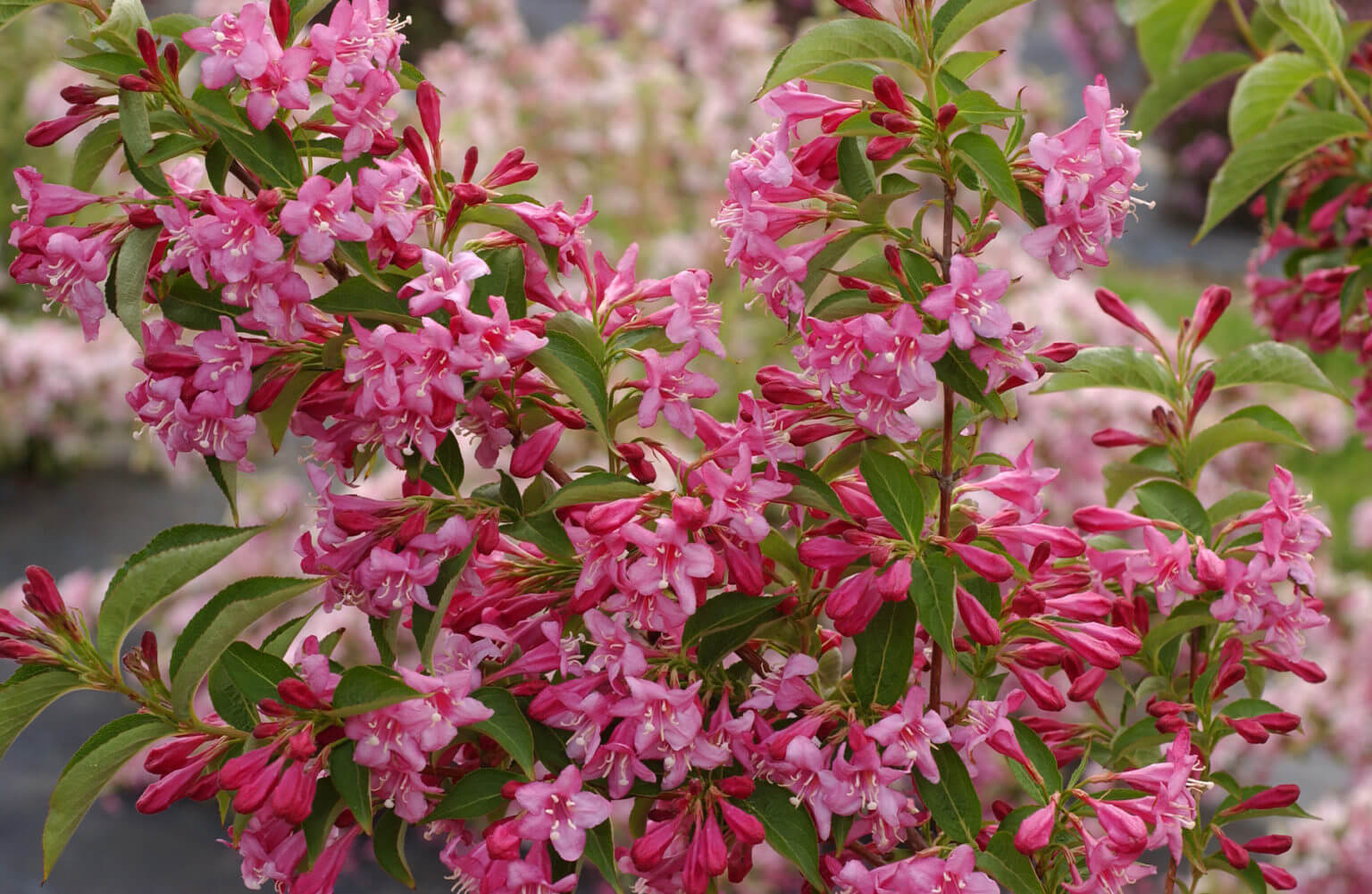 Weigela 100/125 - Image 2