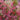 WEIGELA STELZNERI DSC_2250