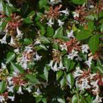 Abelia Grandiflora et Compacta