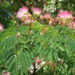 Albizia - Arbre de Soie : 200-250 cm