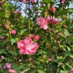 Althea