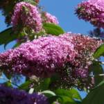 Buddleia - Arbre aux Papillons