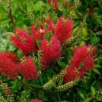 Callistemon - Rince Bouteille
