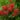 callistemon-laevis-740466_1280