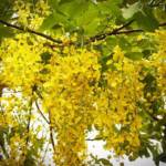 Cassia 40/60