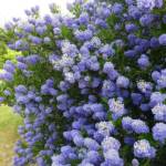 Ceanothus Buisson 30/40