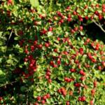 Cotoneaster Lacteus et Franchetti