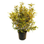 Elaeagnus x Ebbengei