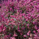 Erica Multiflora - Bruyère Méditerranée 30/40