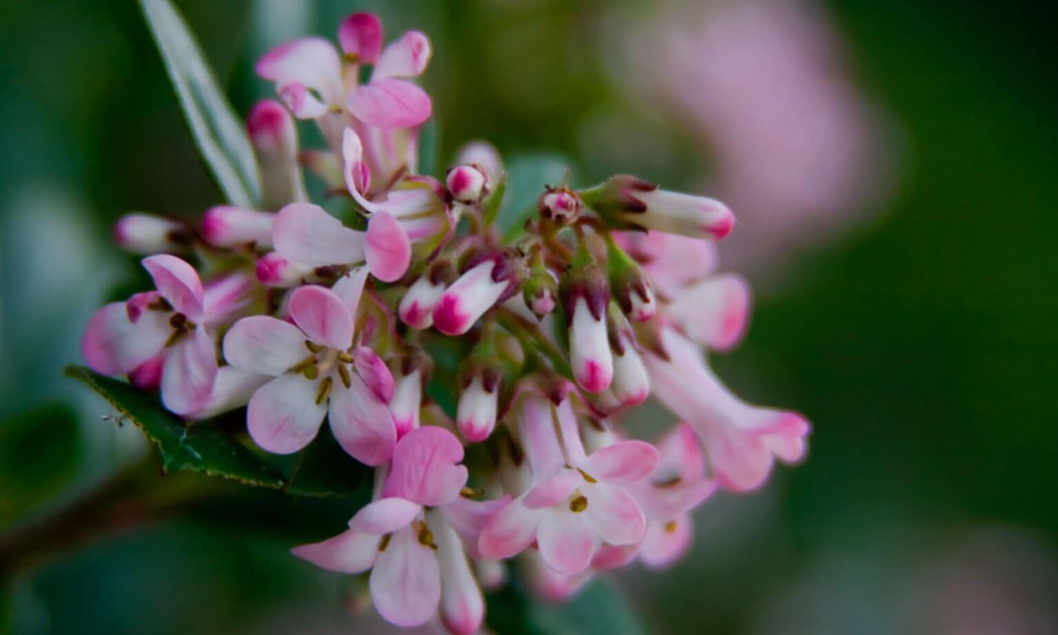 Escallonia (plusieurs variétés) - Image 4