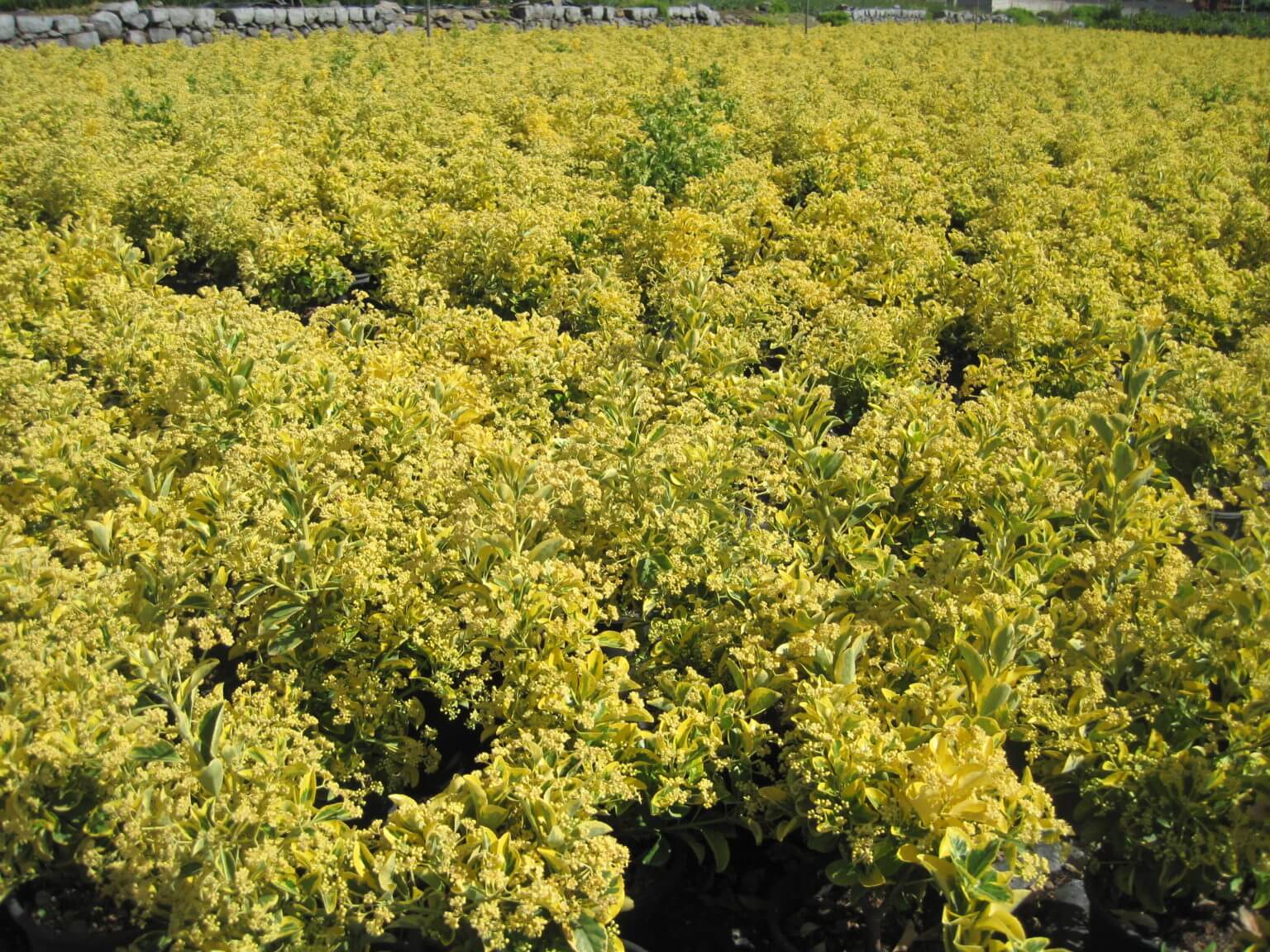Euonymus