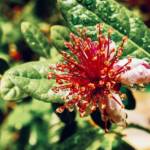 Acca - Feijoa