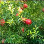 Punica Granatum - Grenadier