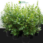 Griselinia Littoralis 90/110
