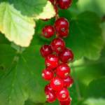 Groseillier Ribes (C4)