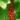groseillier ribes