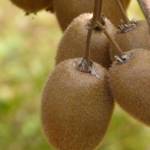 Kiwi Actinidia (C2)