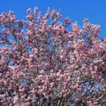 Magnolia