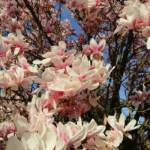 Magnolia 150/175