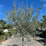 Oliviers Forme Toscane