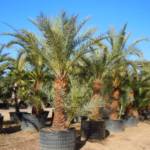 Palmier Phoenix Dactylifera : 250/300 cm