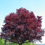 Prunus Pissardi 175/200