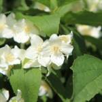 Philadelphus - Seringat