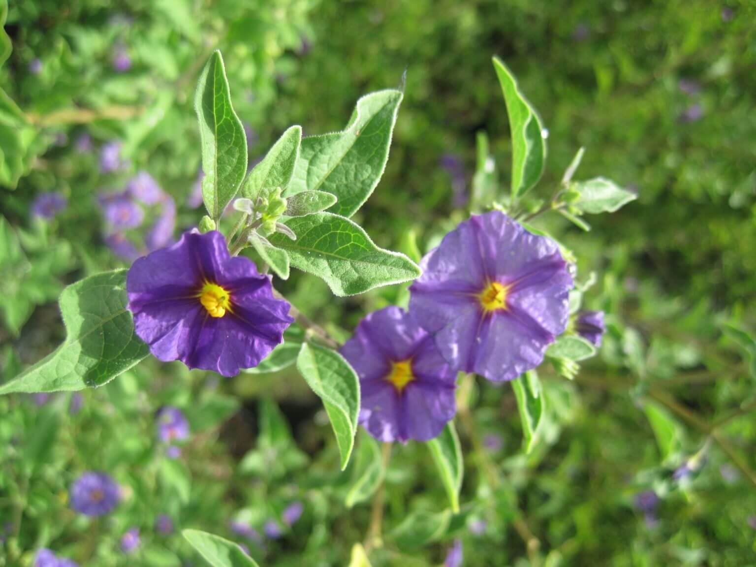 Solanum Rantonnetii P18