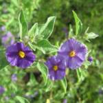 Solanum Rantonnetii P13