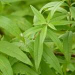 Verveine Citronnelle (P14)