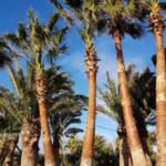 Palmier Washingtonia de Californie : 450-500 cm