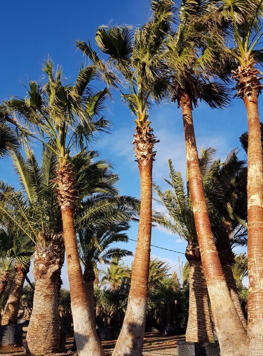 Palmier Washingtonia de Californie : 400-500 cm - Pépinière Sainte