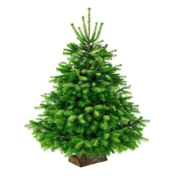 Sapin Nordmann sur Bûche 300/350 - Pépinière Sainte Marguerite
