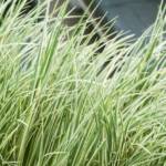 Acorus Calamus Variegata C4/C5