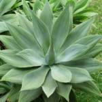 Agave Attenuata 40/50