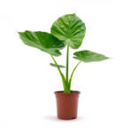 Alocasia