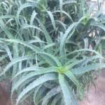 Aloes