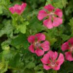 Anisodontea