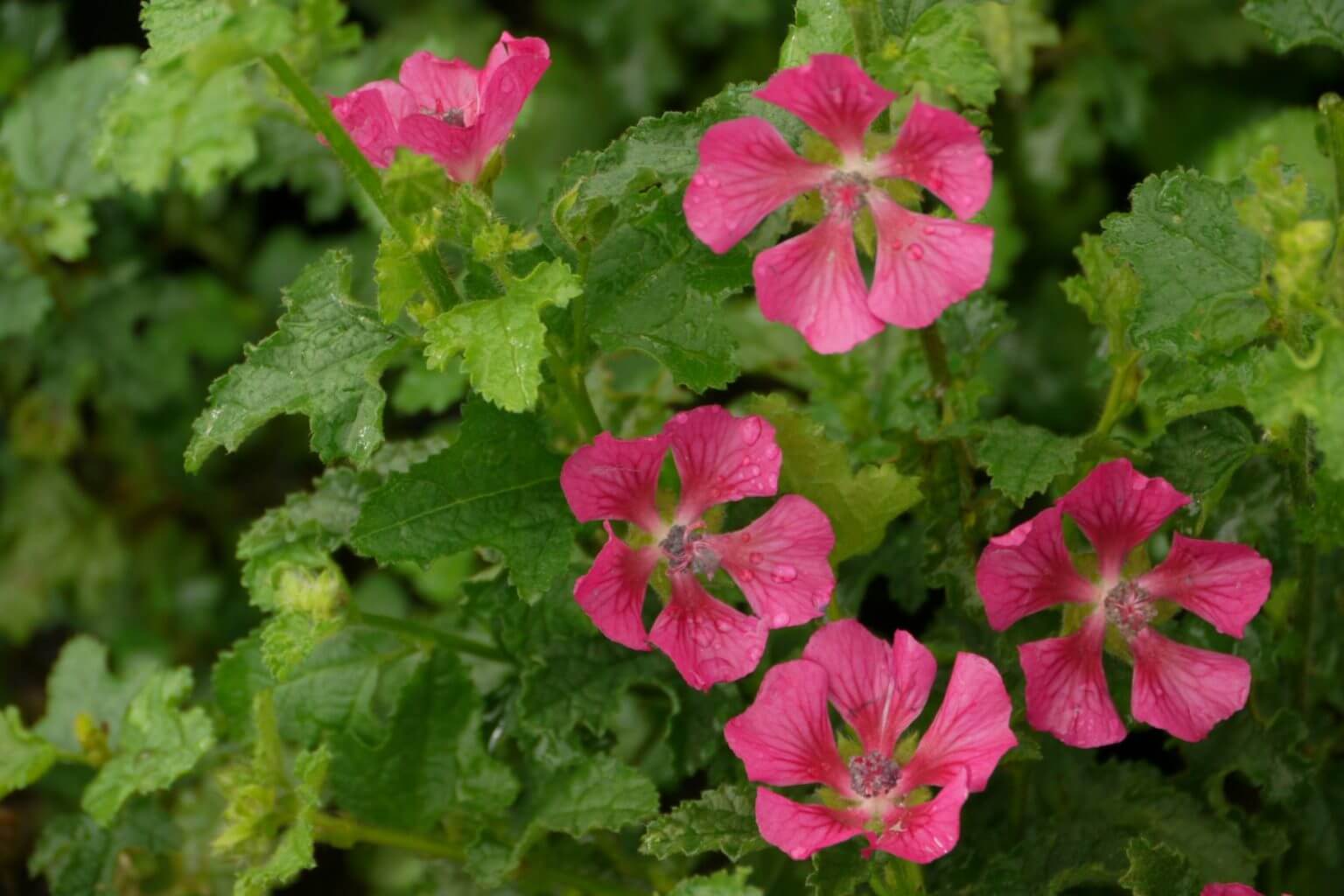 Anisodontea