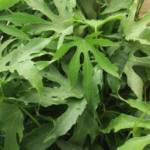 Aralia 40/50