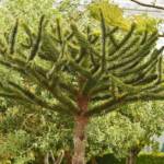 Araucaria 120/+