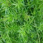 Asparagus