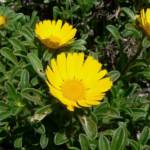 Asteriscus P16
