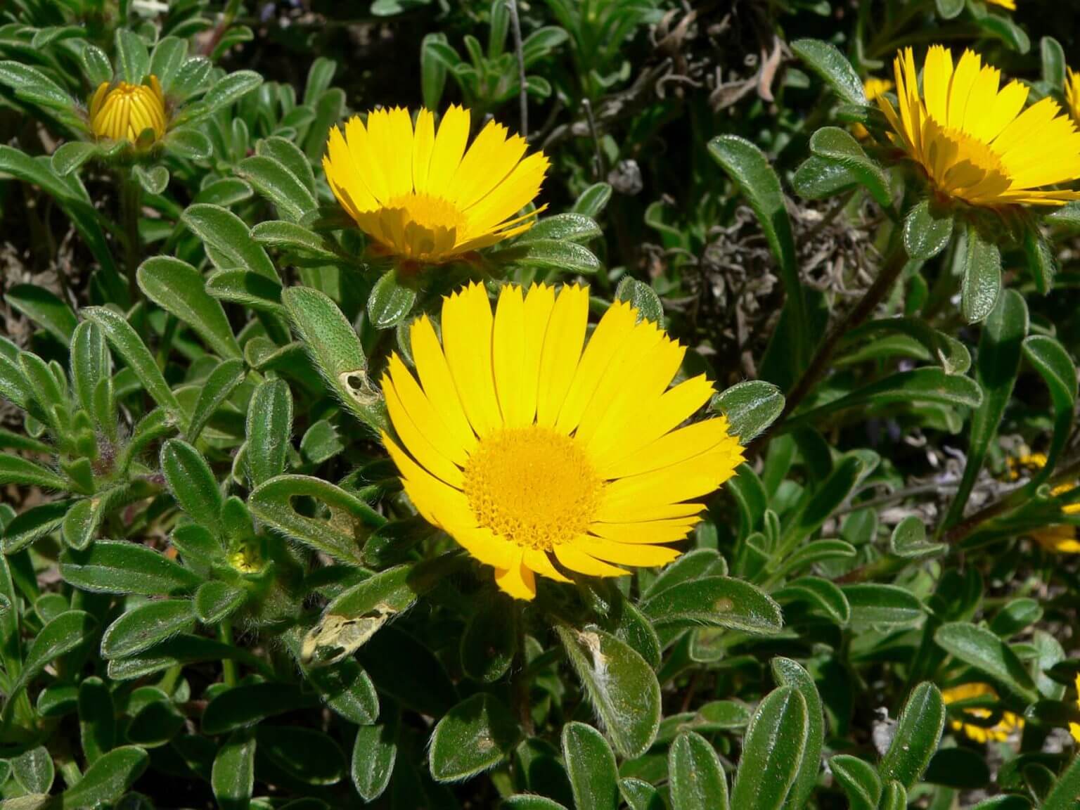 Asteriscus
