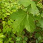 Erable Campestre - Acer