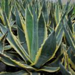 Agave Americana 125/150