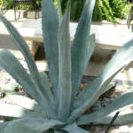Cactus Agave Americana