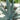 Agave_americana4