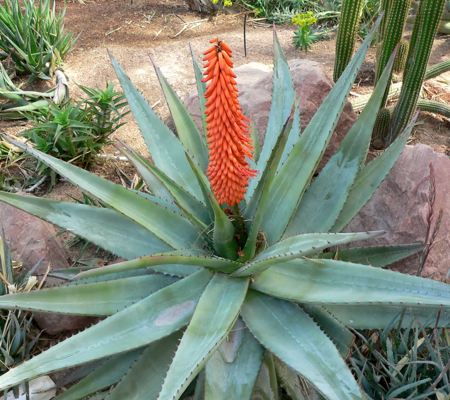 Aloes - Image 2