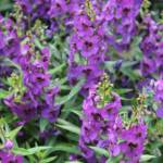 Angelonia P10.5